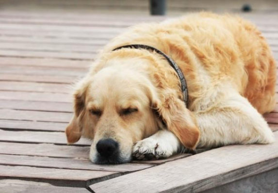  Ý Nghĩa Giấc Mơ Bị Chó Cắn Ku Casino