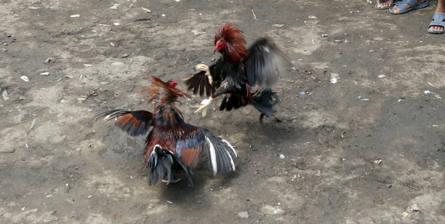 Đá gà trường quốc tế Kubet – Trải nghiệm cá cược gay cấn Ku Casino